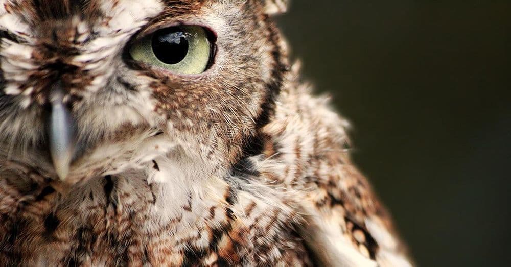Close-up of an owl's head with brown and beige feathers, focusing on its large, green eye.